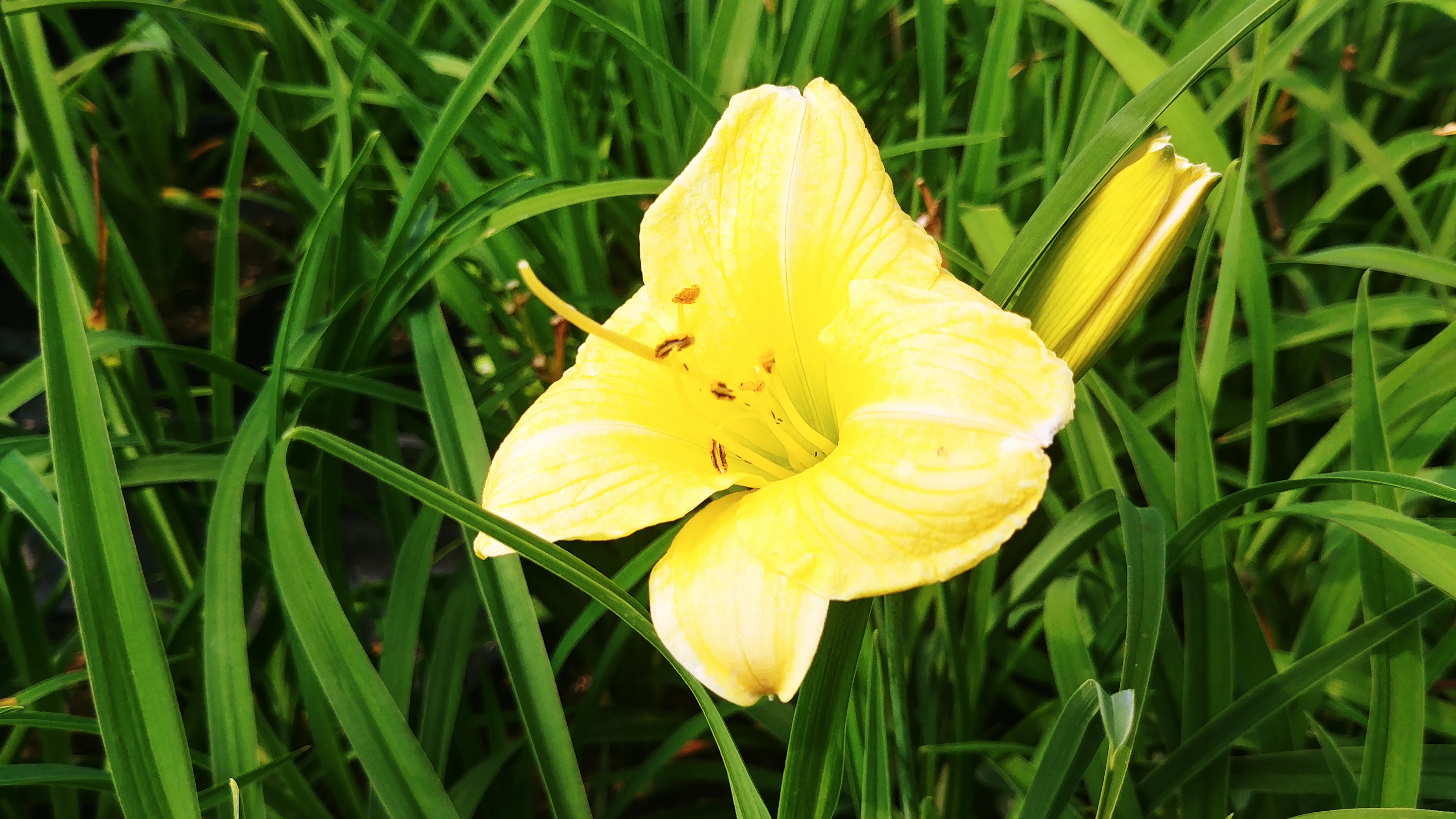 Hemerocallis 'Longfields Pearl'